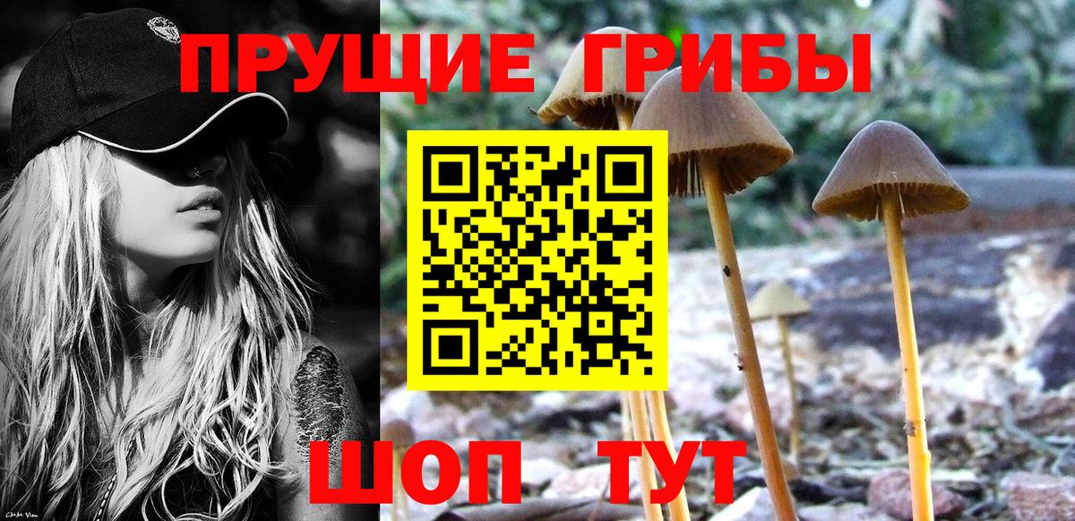 Соликамск  Псилоцибиновые грибы прущие грибы  Вход с VPN  Псилоцибиновые грибы Psilocybe 